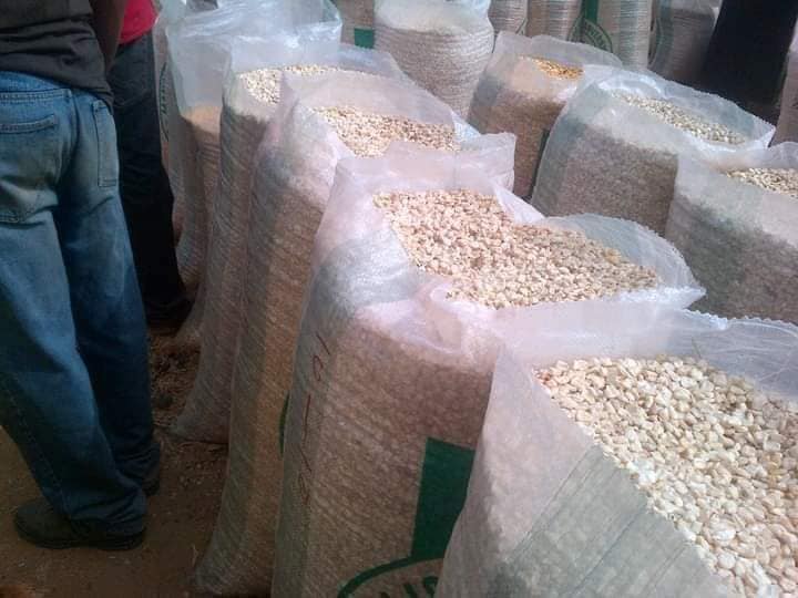 NON GMO White Maize A Grade