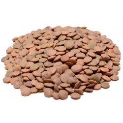 Lentils Green